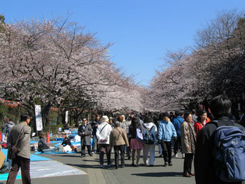 Ueno Park - Hanami